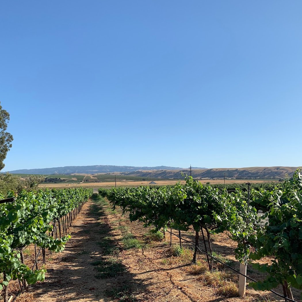 Expressions of Cab Franc 2