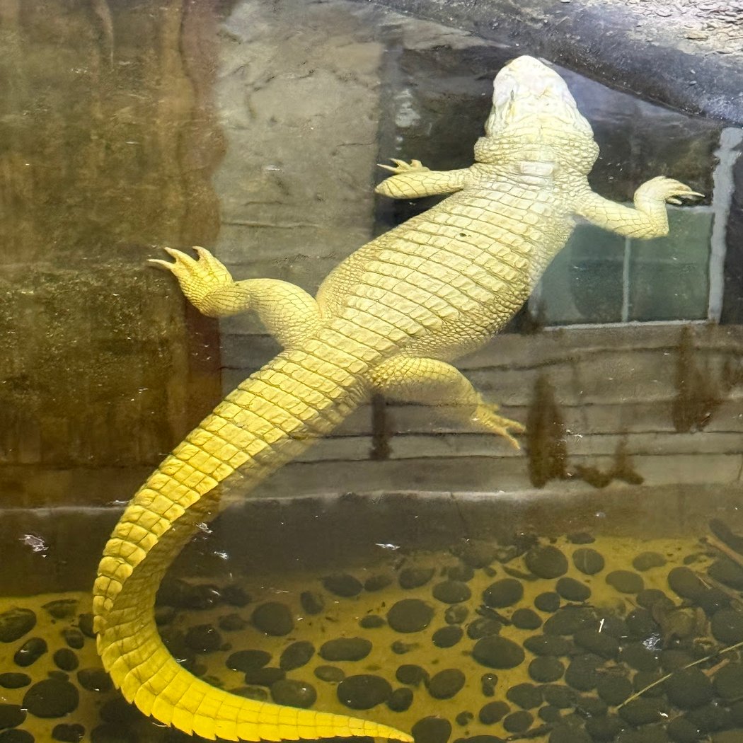 Croctoberfest 2