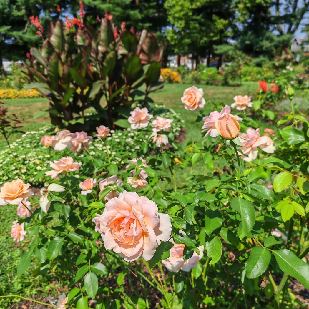 Bethlehem Rose Garden Farmers Market 4