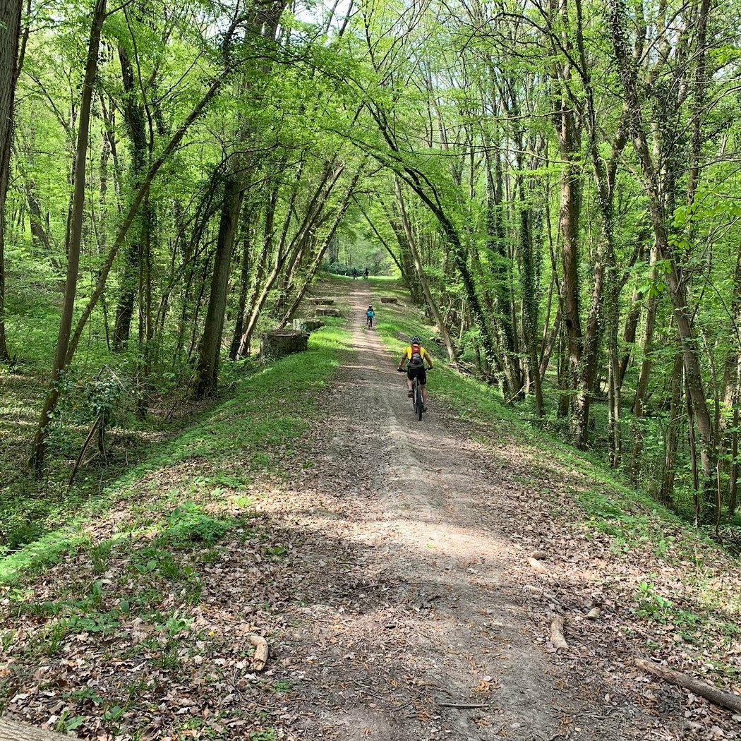 Forêt de Montceaux 1