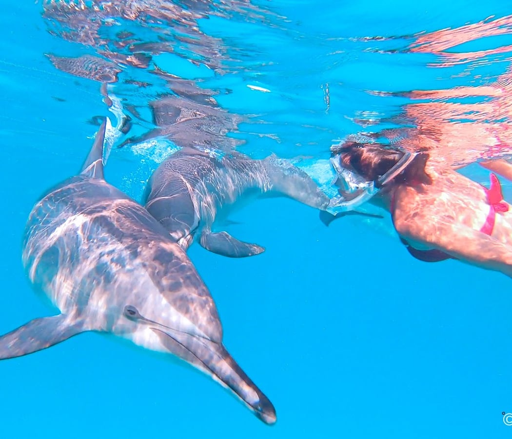 Dolphinesse 1