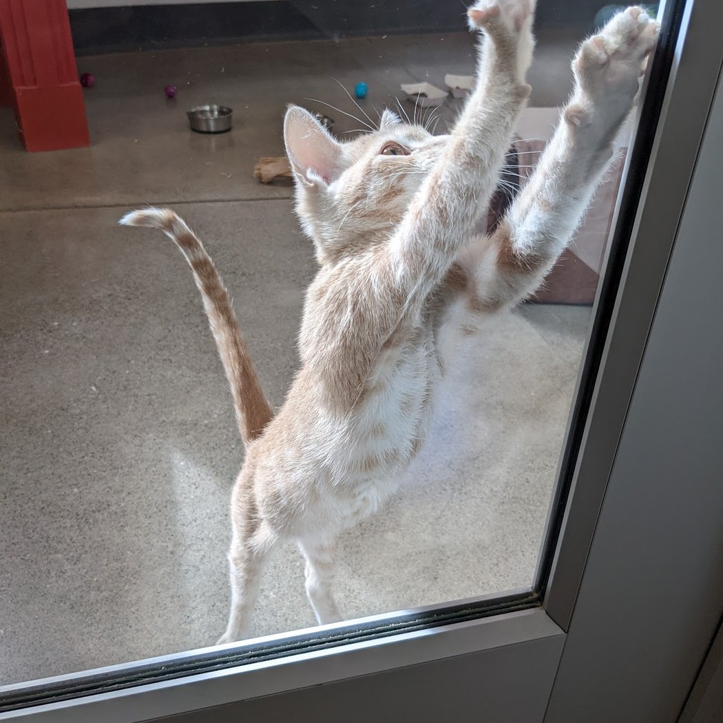 San Francisco SPCA Veterinary Hospital 1