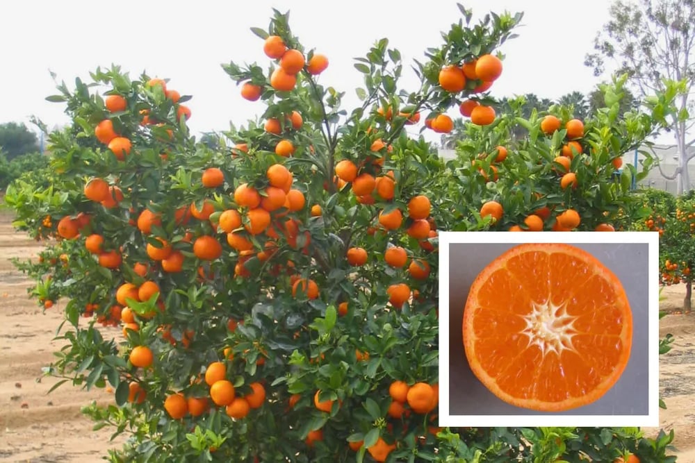 UCR Citrus Variety Collection 1