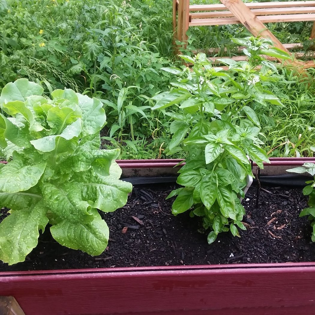 Hawley-Green Community Garden 3