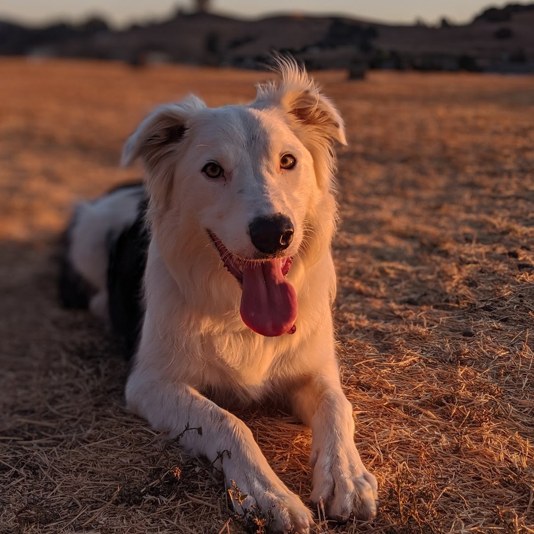 Rocky Memorial Dog Park 1
