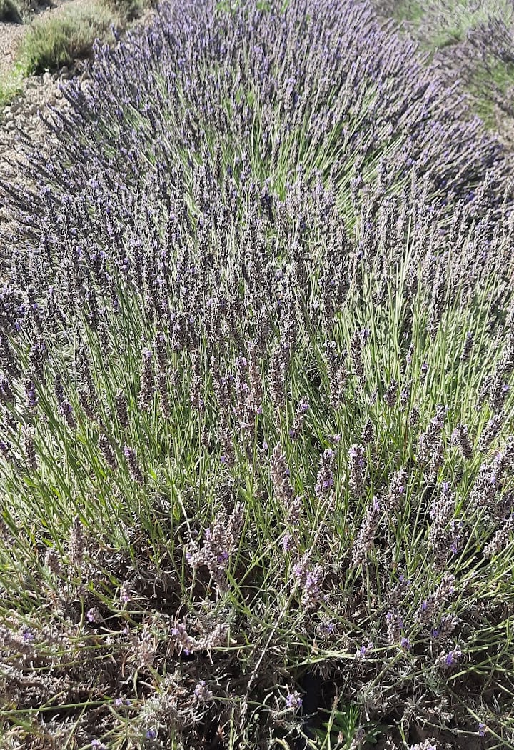 un MAS en PROVENCE Distillerie d'huiles essentielles BIO & Cosmétique en Occitanie 3
