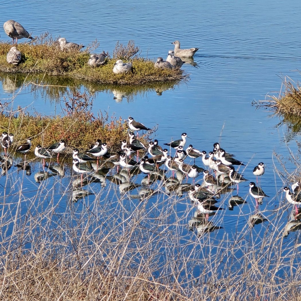 Coyote Creek Lagoon Trail - South 3