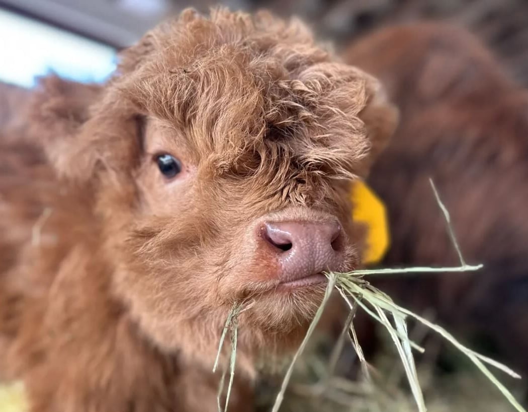 Meet Cedar the Highland Cow & Her Calf Clover 1