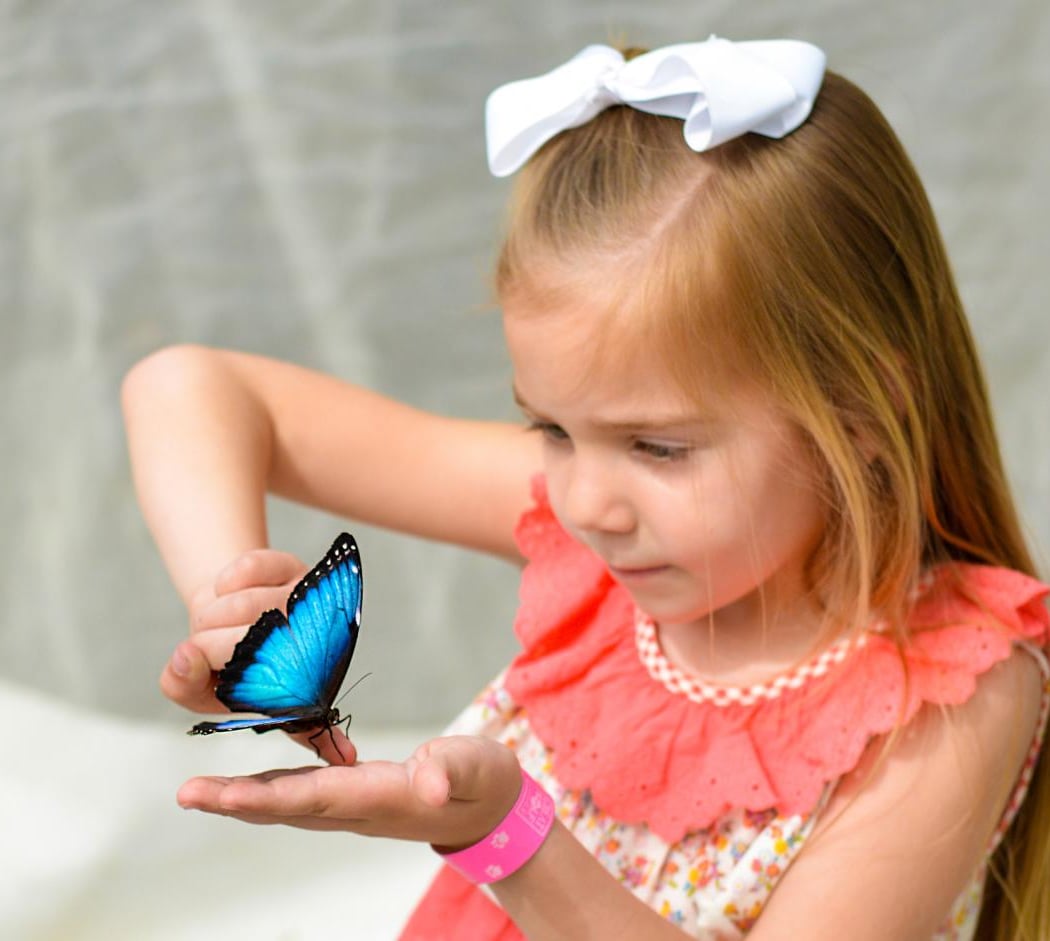 Butterfly Encounter