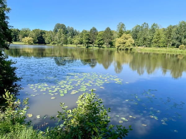 Foret des Yvelines 2