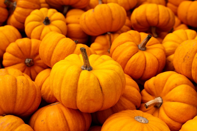 Pastorino's Pumpkin Farm 3