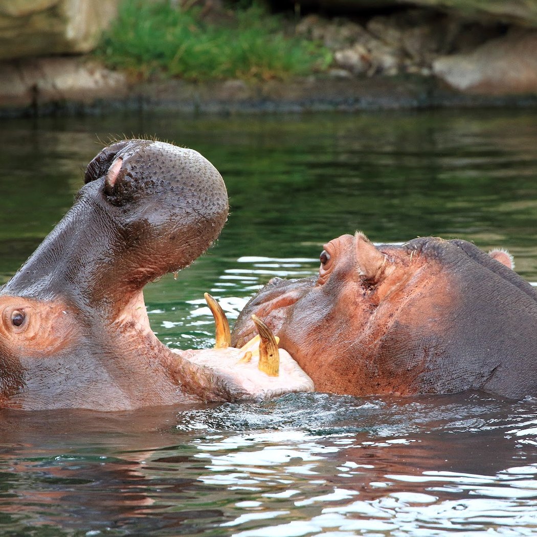 La Réserve des Hippopotames 2