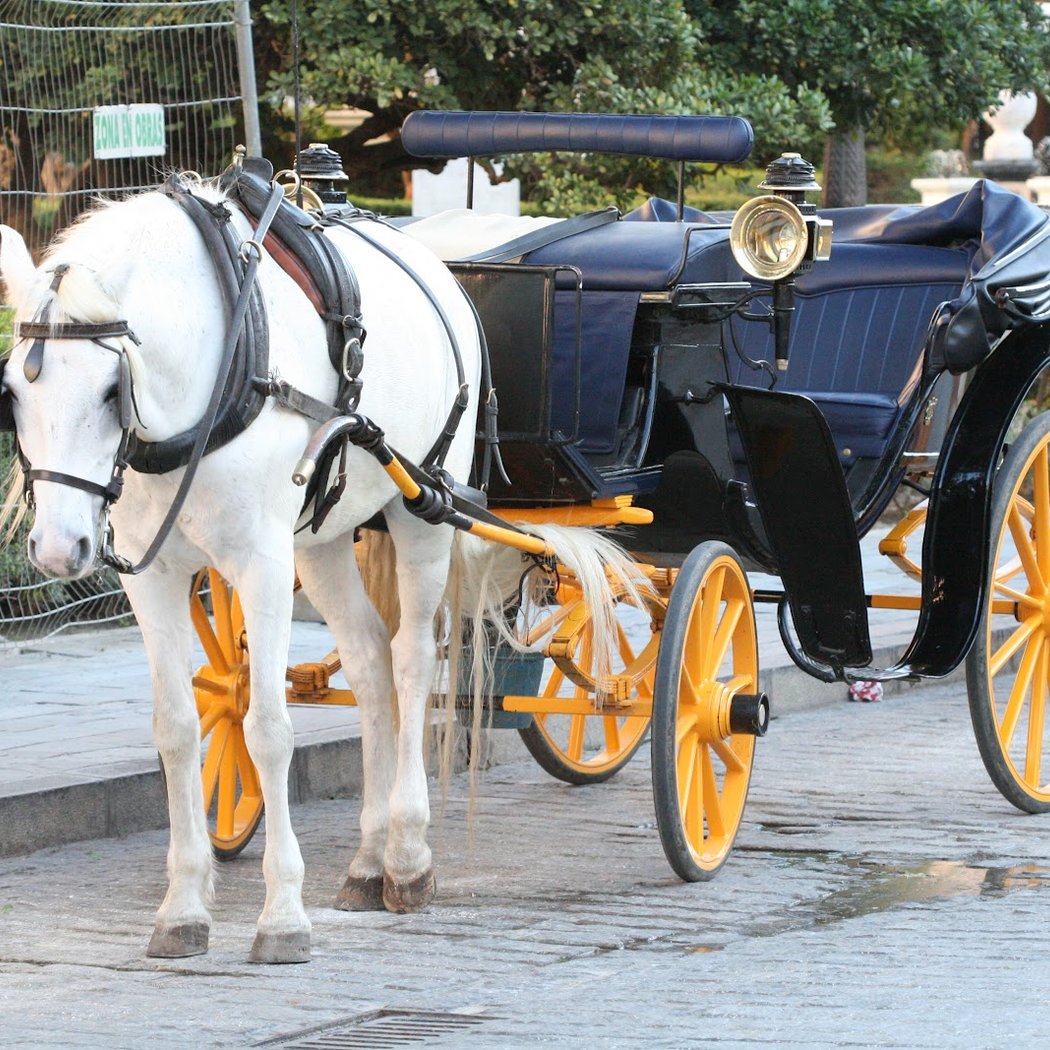 Sevilla de Paseo - Empresa de Paseo y Alquiler de Coches de Caballos en Sevilla 3