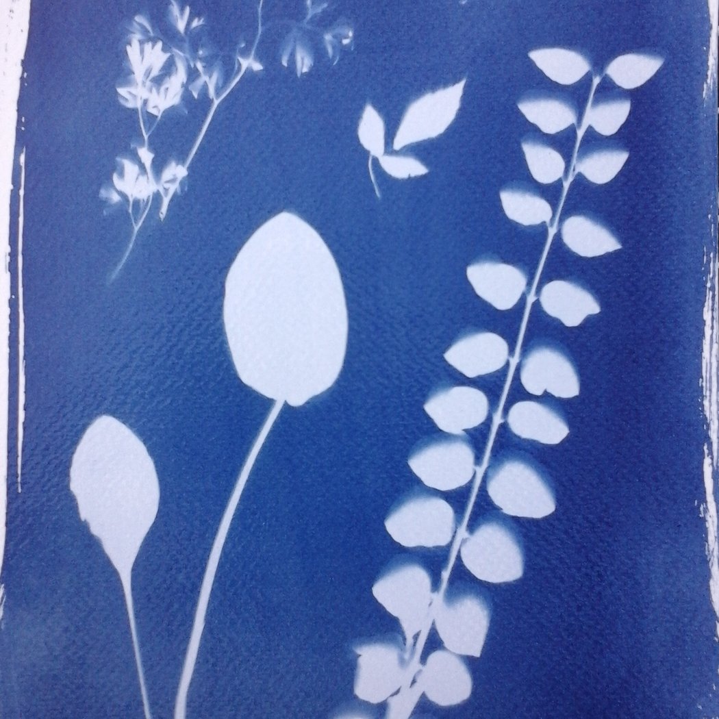 Atelier cyanotype 1
