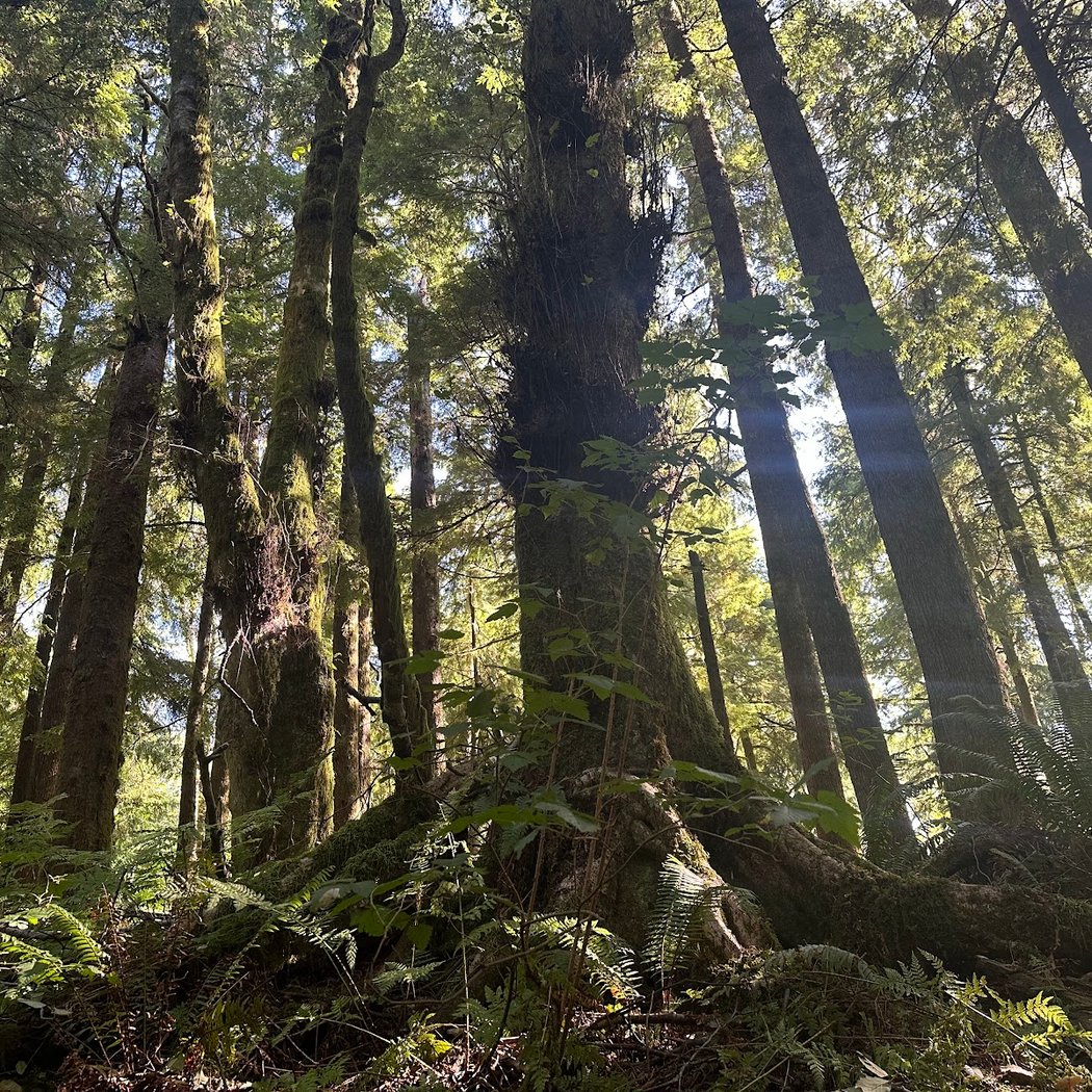 Cathedral Tree Trail 2