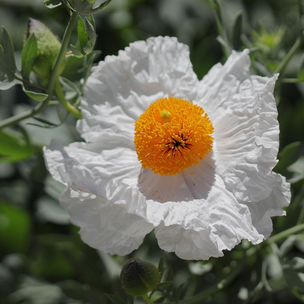 Pollinator Week Free Day 1