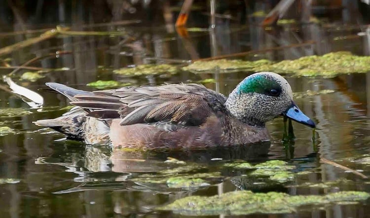 Monthly Bluff Lake Bird Walks 2