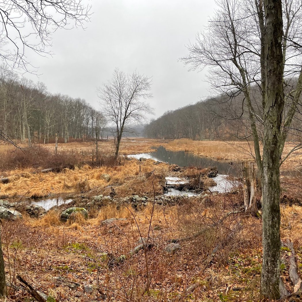 Tails and Trails at Bennett’s Pond 3