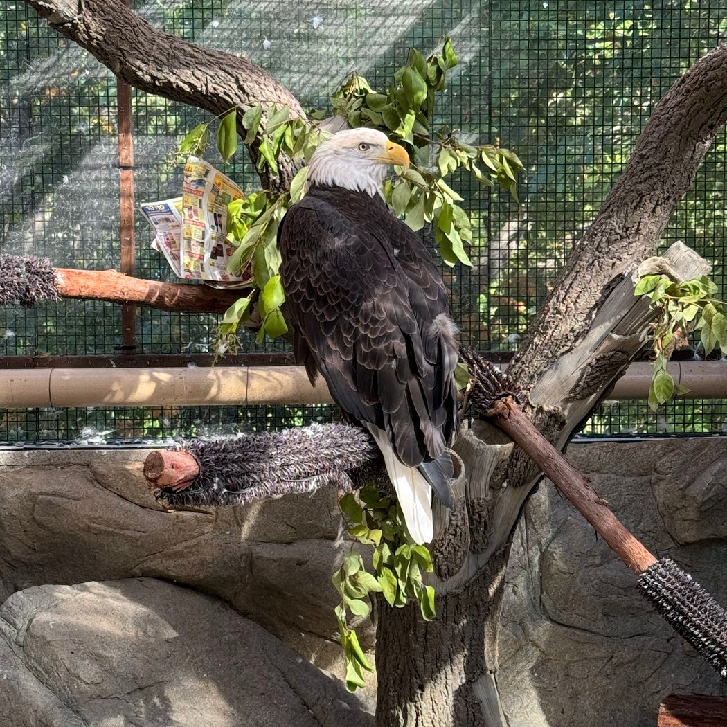 Lindsay Wildlife Rehabilitation Hospital 1