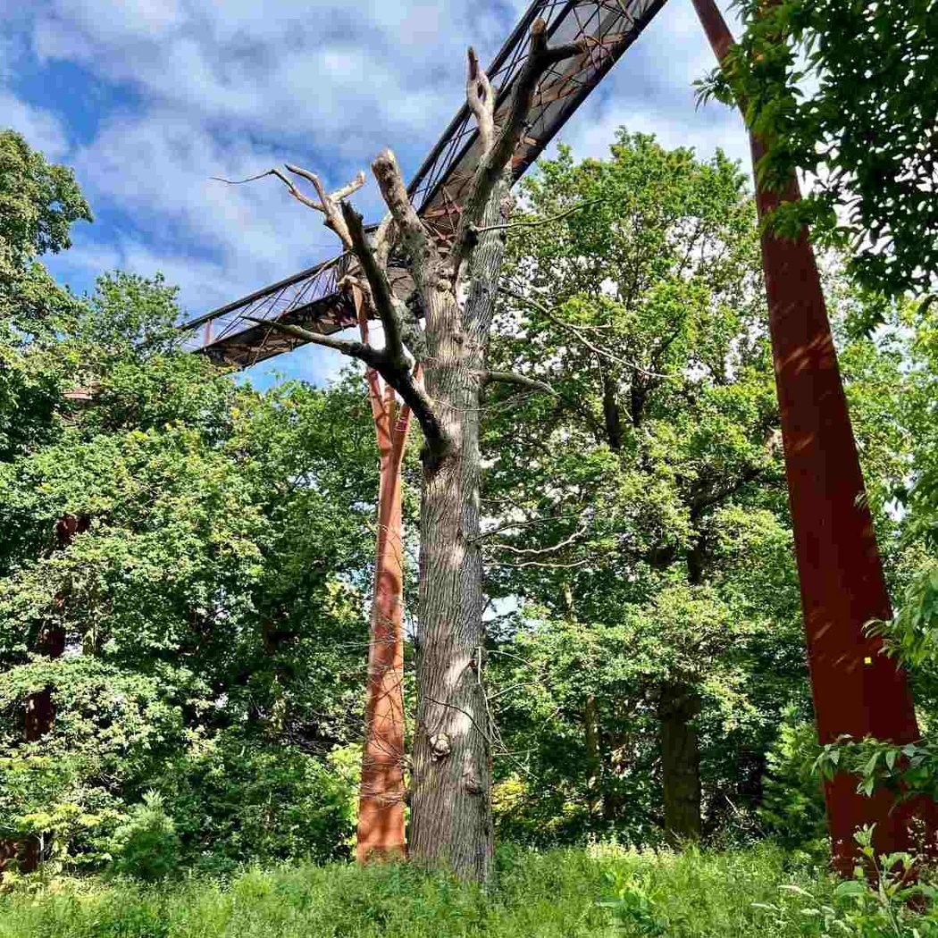 Treetop Walkway 2
