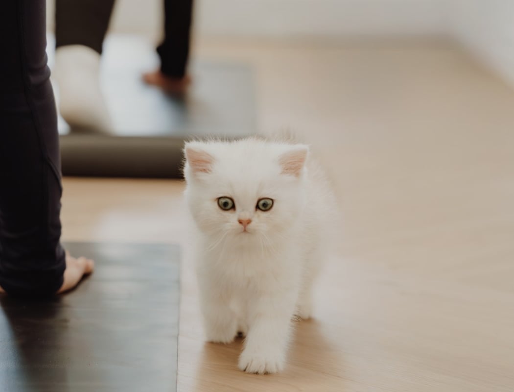 Meow Parlour 1