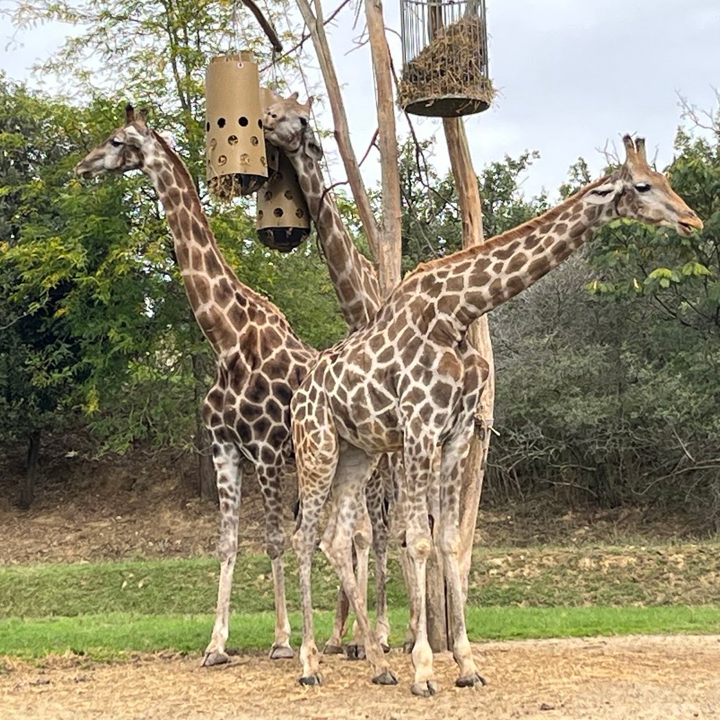 Parc zoologique de Plaisance du Touch 2