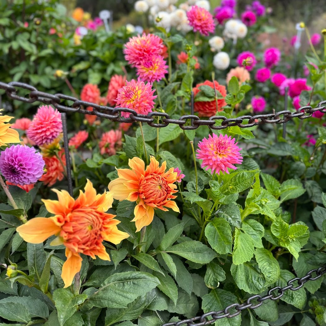 Dahlia Dell 3