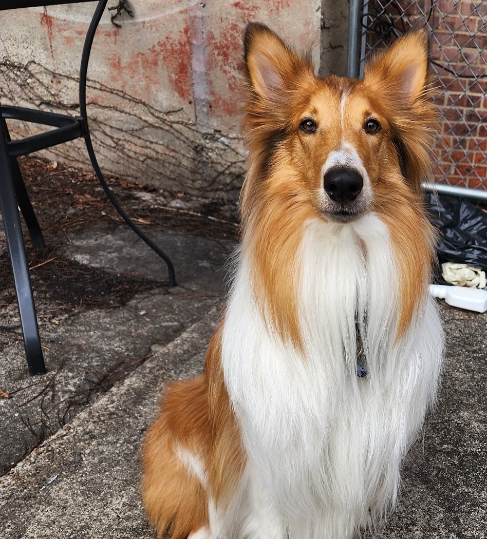 Who’s My Good Dog? 3