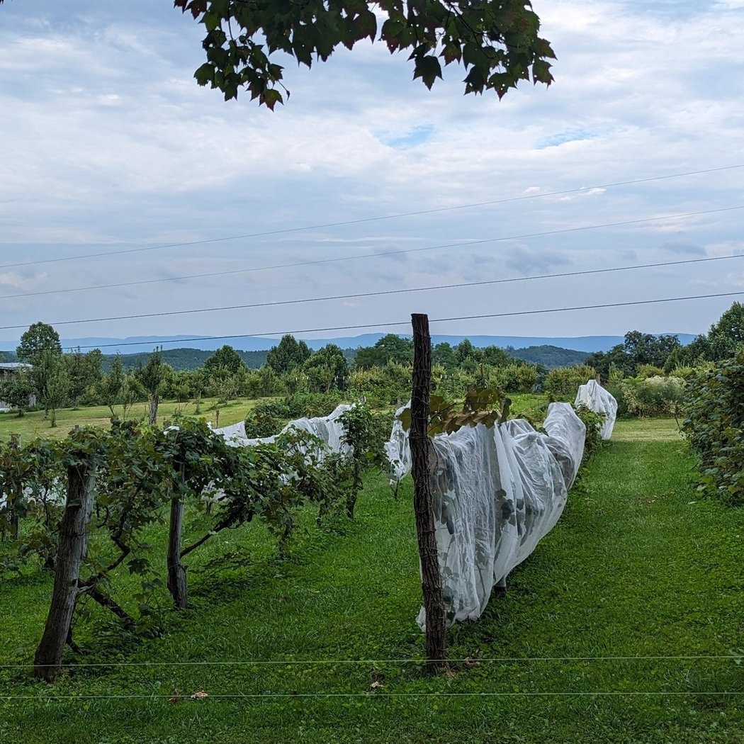 Wheeler's Orchard 2