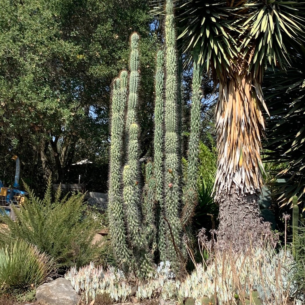 Lone Pine Gardens 2