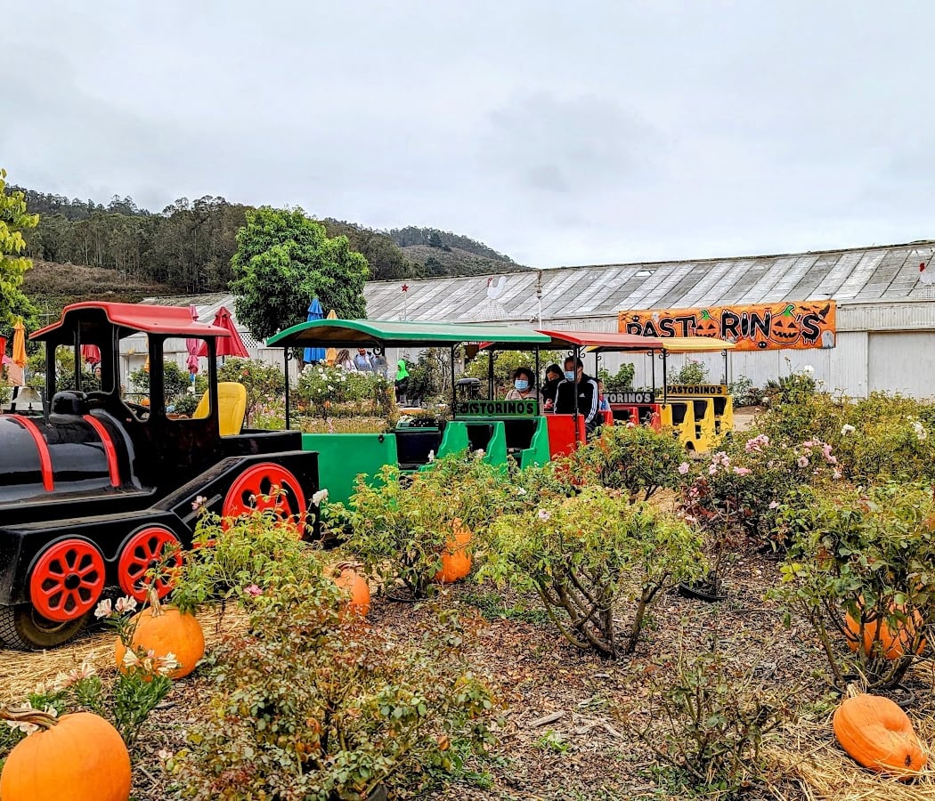 Pastorino's Pumpkin Farm 1