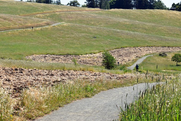Pearson-Arastradero Preserve 2