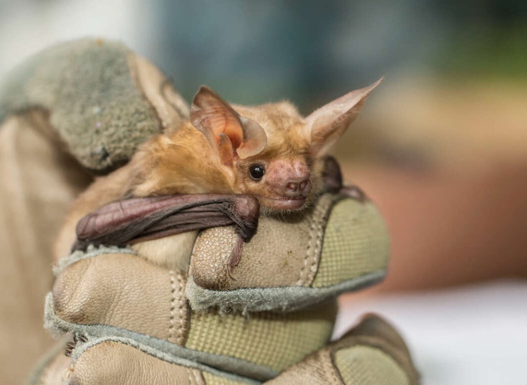 Safari West Presents! Norcal Bats 1