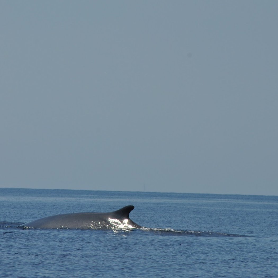 Cap Sud Horizon 1