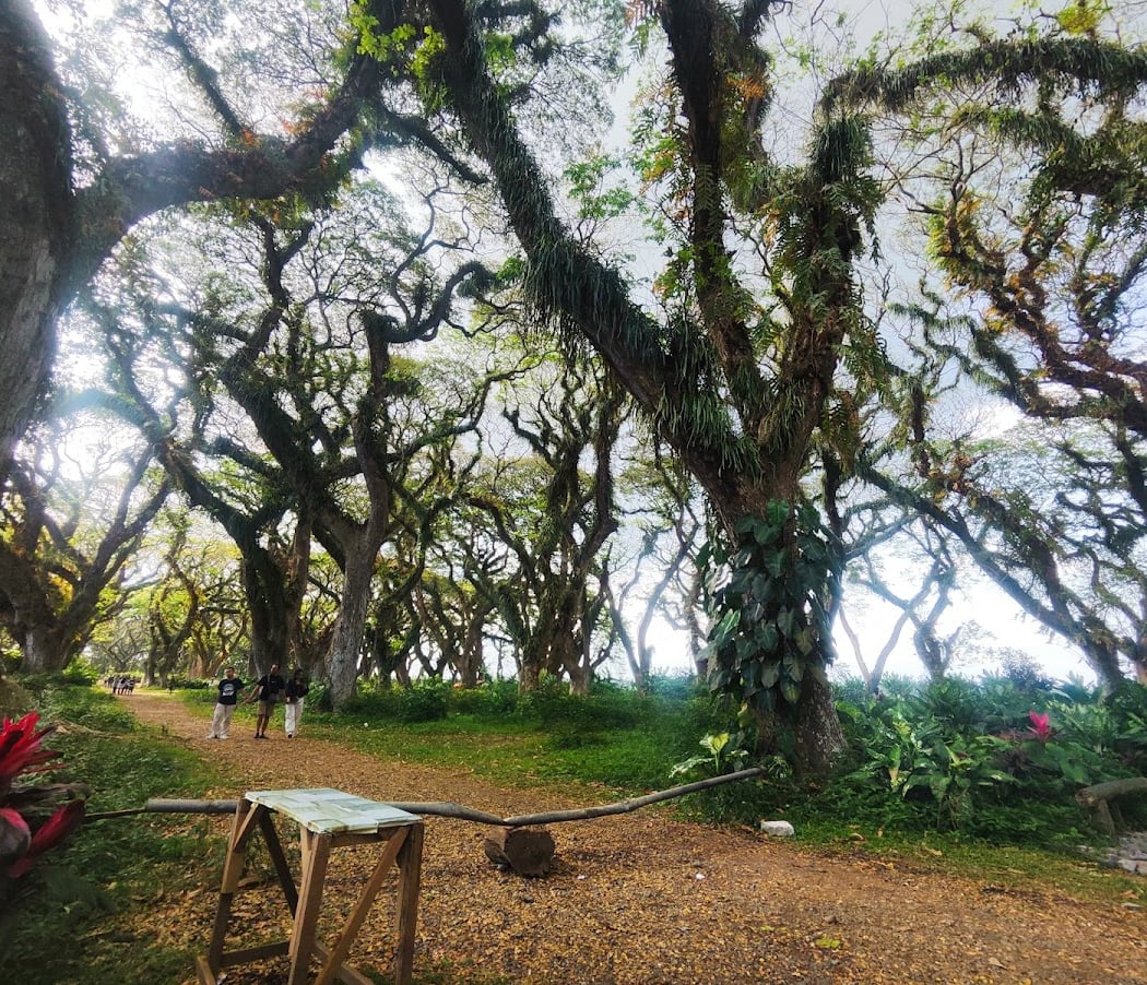 De Djawatan Forest 2