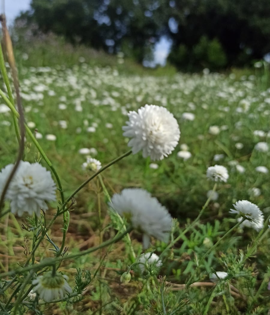 Grain de Méliss 3
