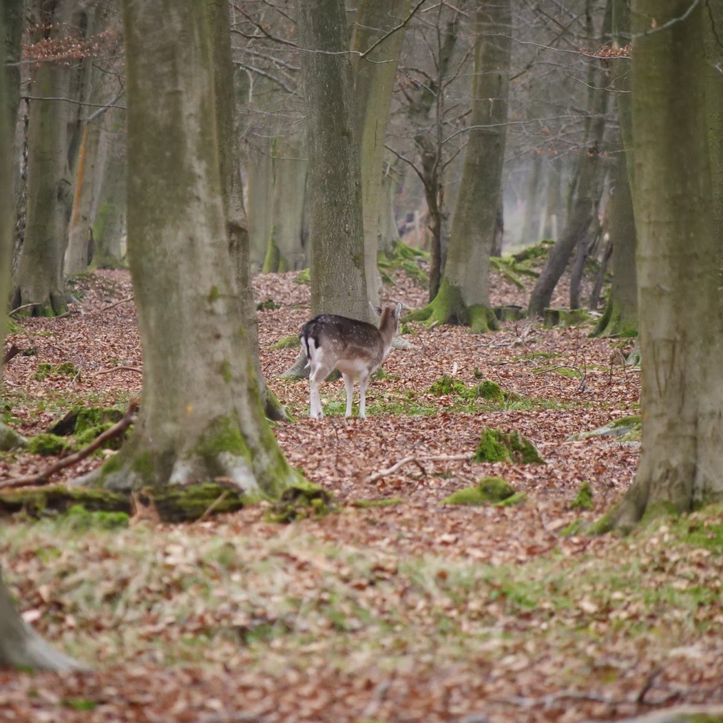 Roumare Forest 3