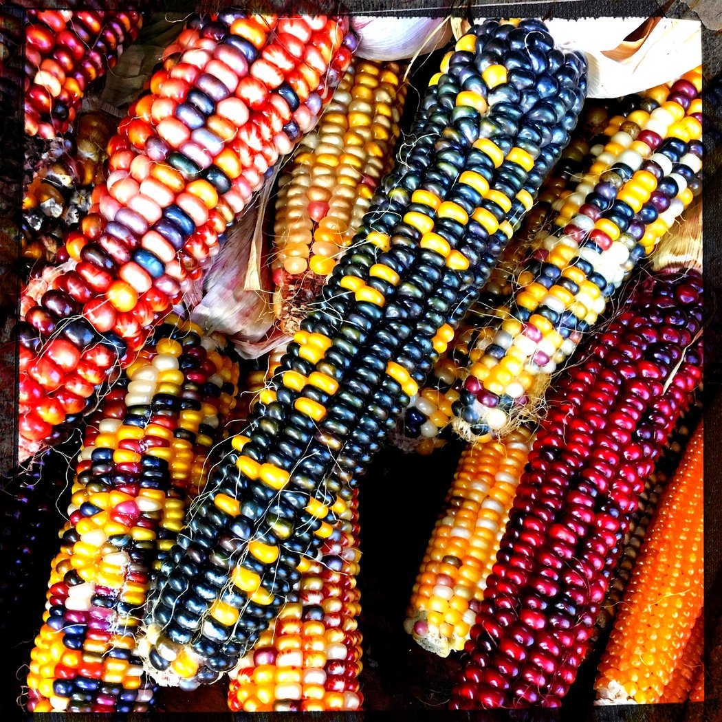 McCarren Park Greenmarket 1