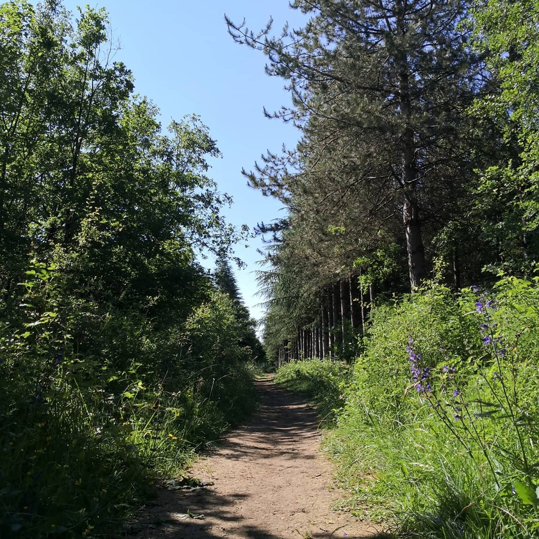 Foret de Benon 2
