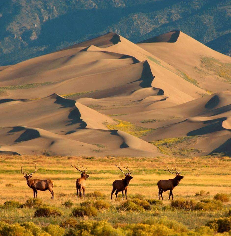 Great Sand Dunes National Park and Preserve 1