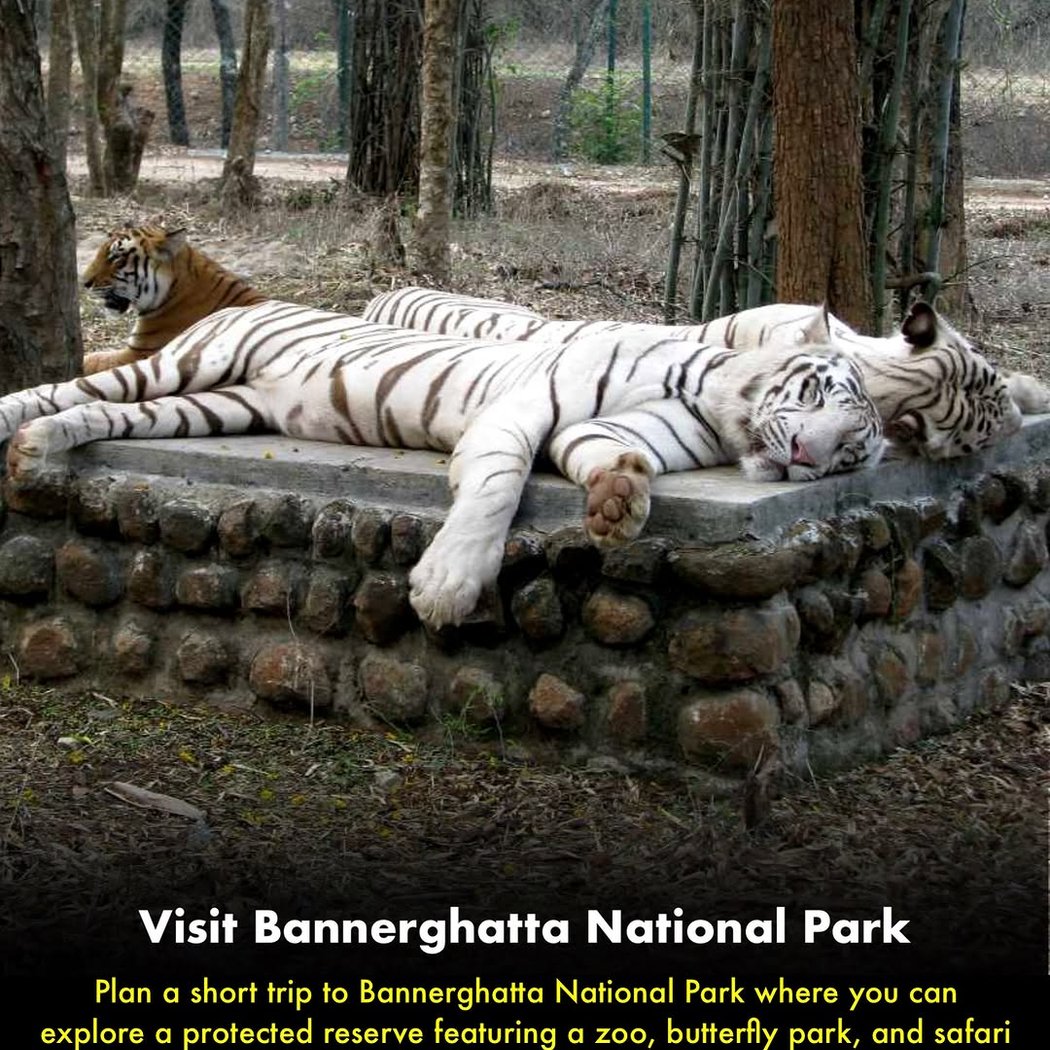 Bannerghatta National Park 1