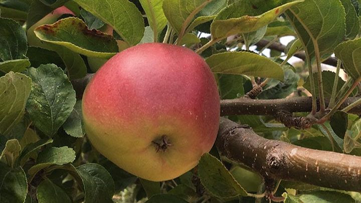 Winter Fruit Tree Pruning Workshop 1