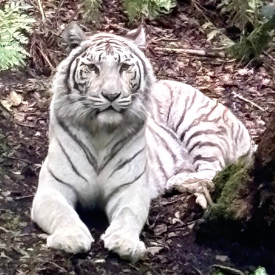 Zoo de Jurques 2