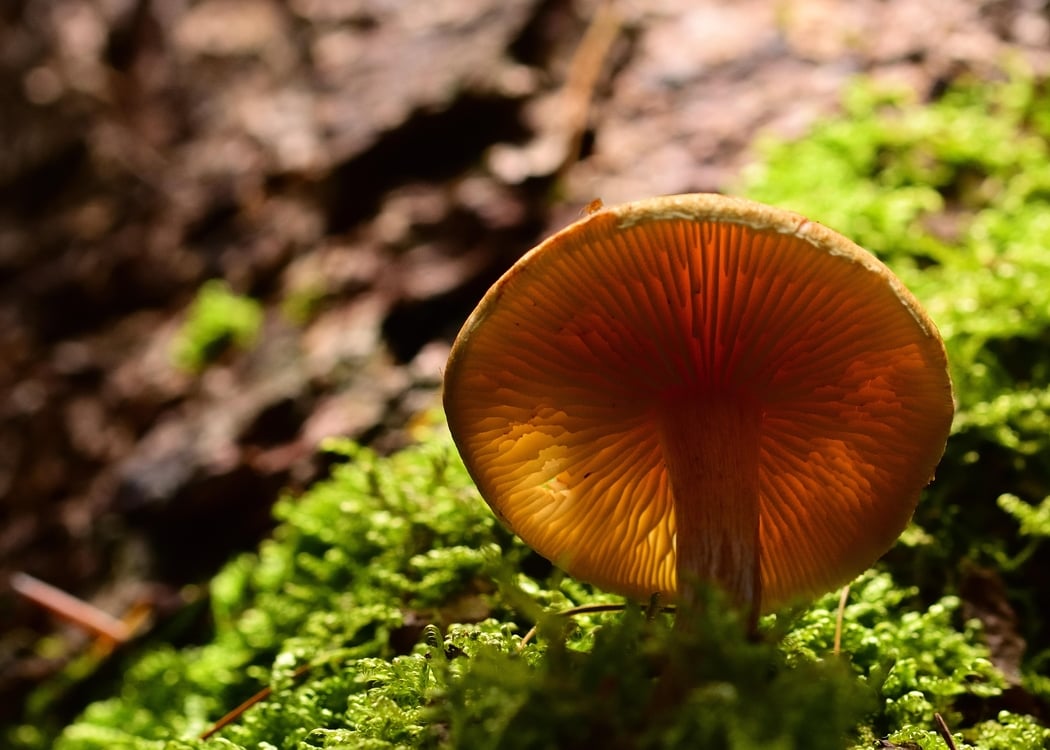Exposé participatif - 1 chercheur 1 manip : Biopile, carbone et champignon !