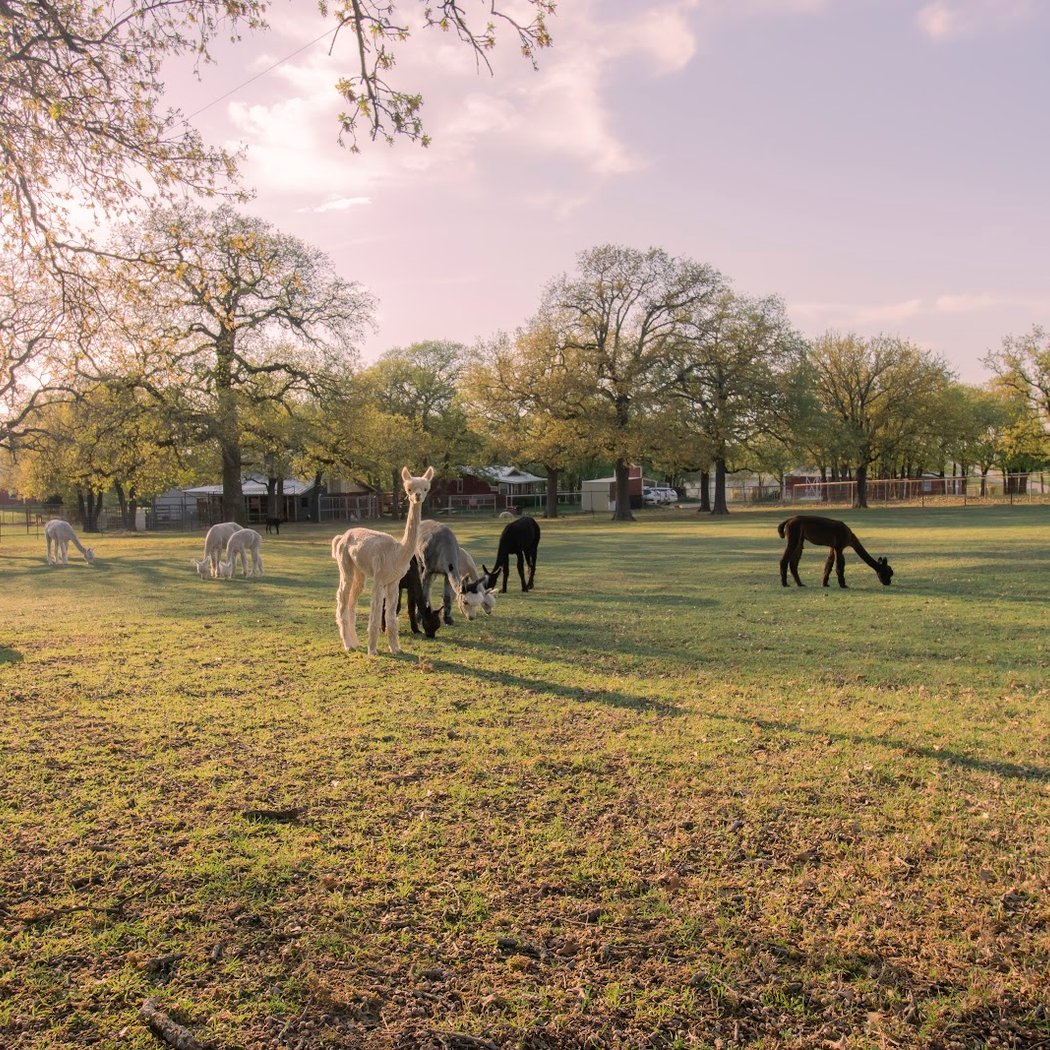 Harmony Ranch Alpacas, LLC 2