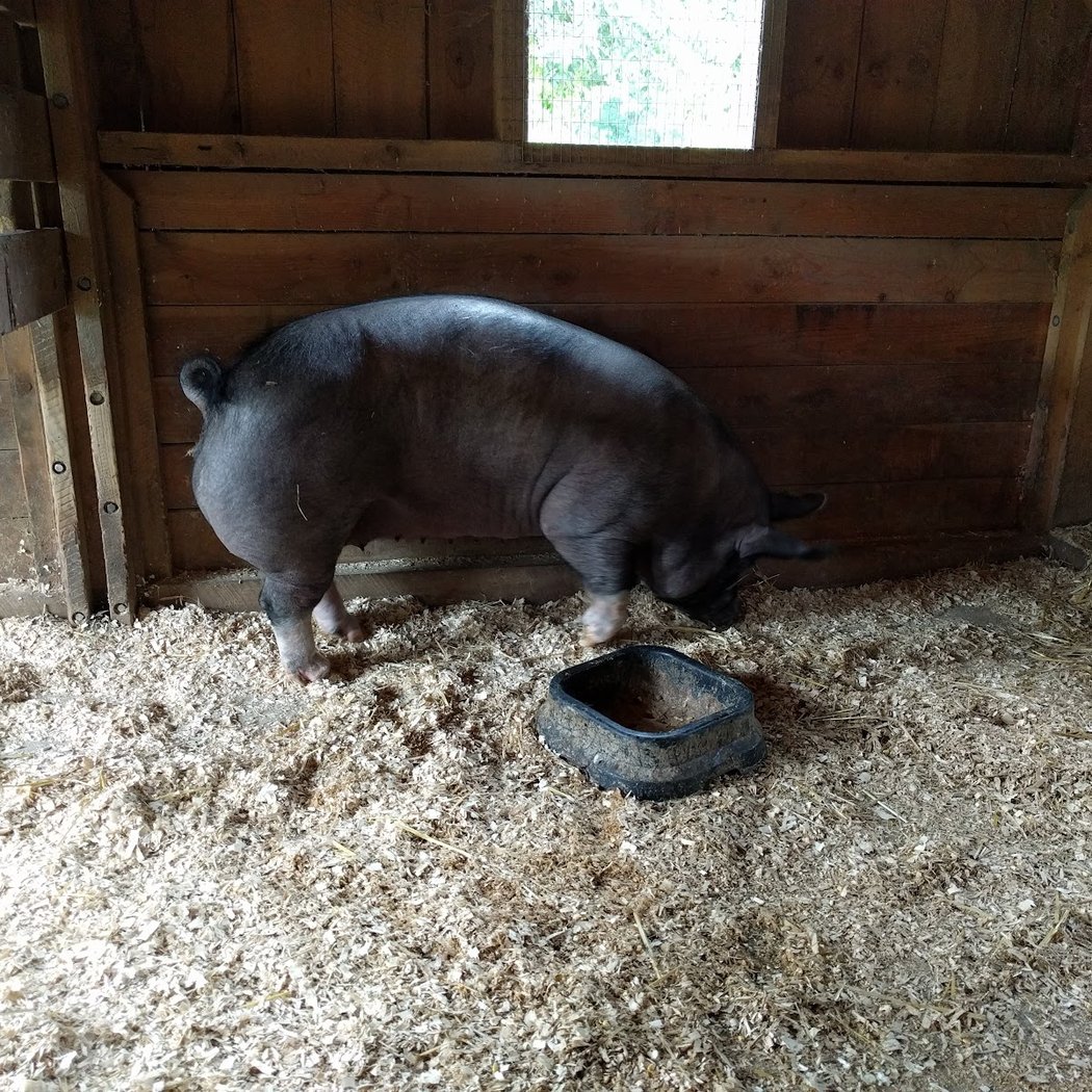 Sheep Shearing Event 3