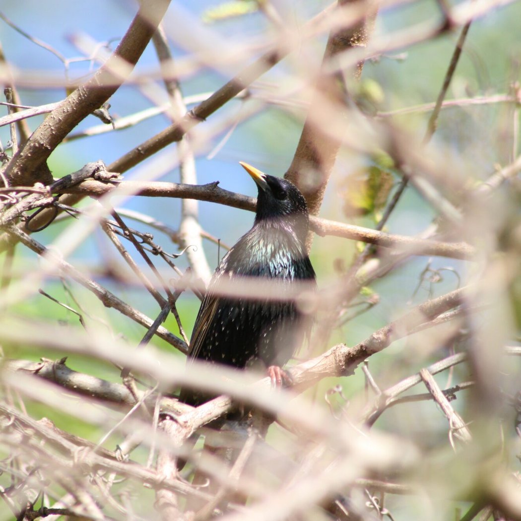 Bird and Nature Walk: Great Kills Park 1