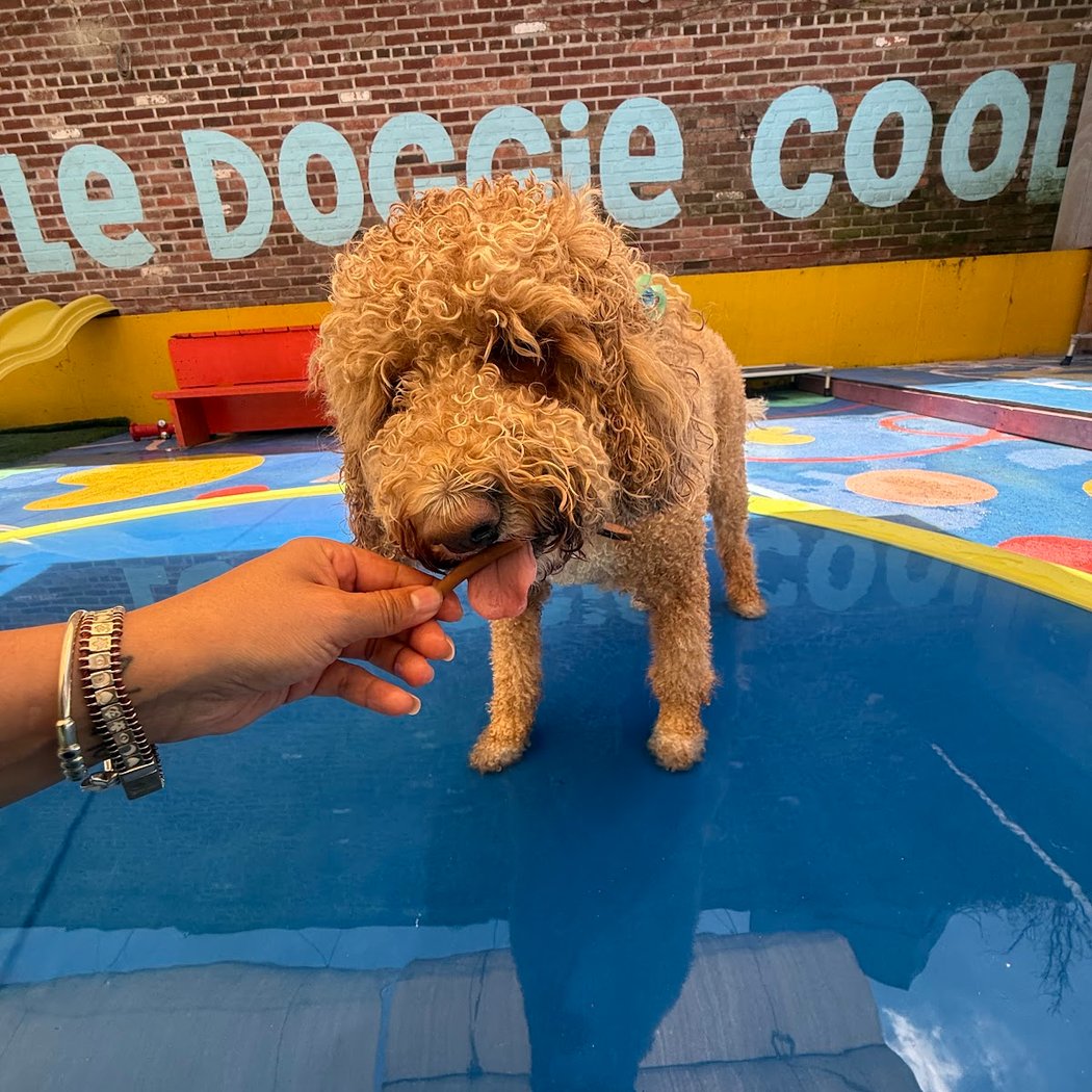 Paint With Pups 3