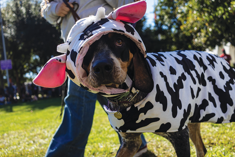 Pawstoberfest 3