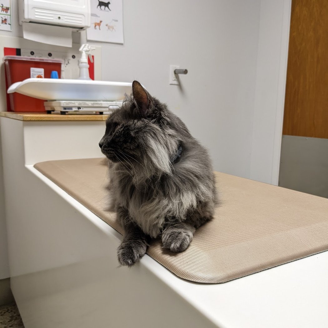 Claremont Veterinary Hospital 3